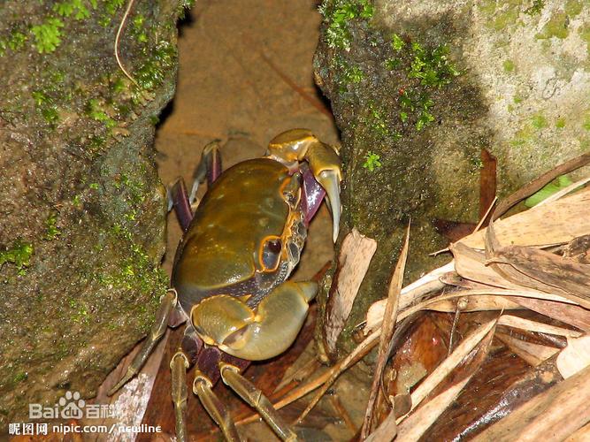 瑞典动作片《黑蟹行动BlackCrab》:视频原画出色,倍速播放,多语言配音