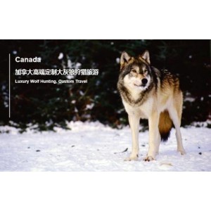狼狩猎2022