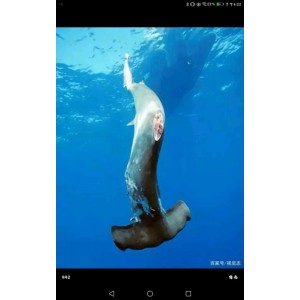 哔哩哔哩各类纪录片大合集：历史文明、生态自然、海洋生物、动物天国、世界旅游、文化古迹，让你轻松体验世界各地